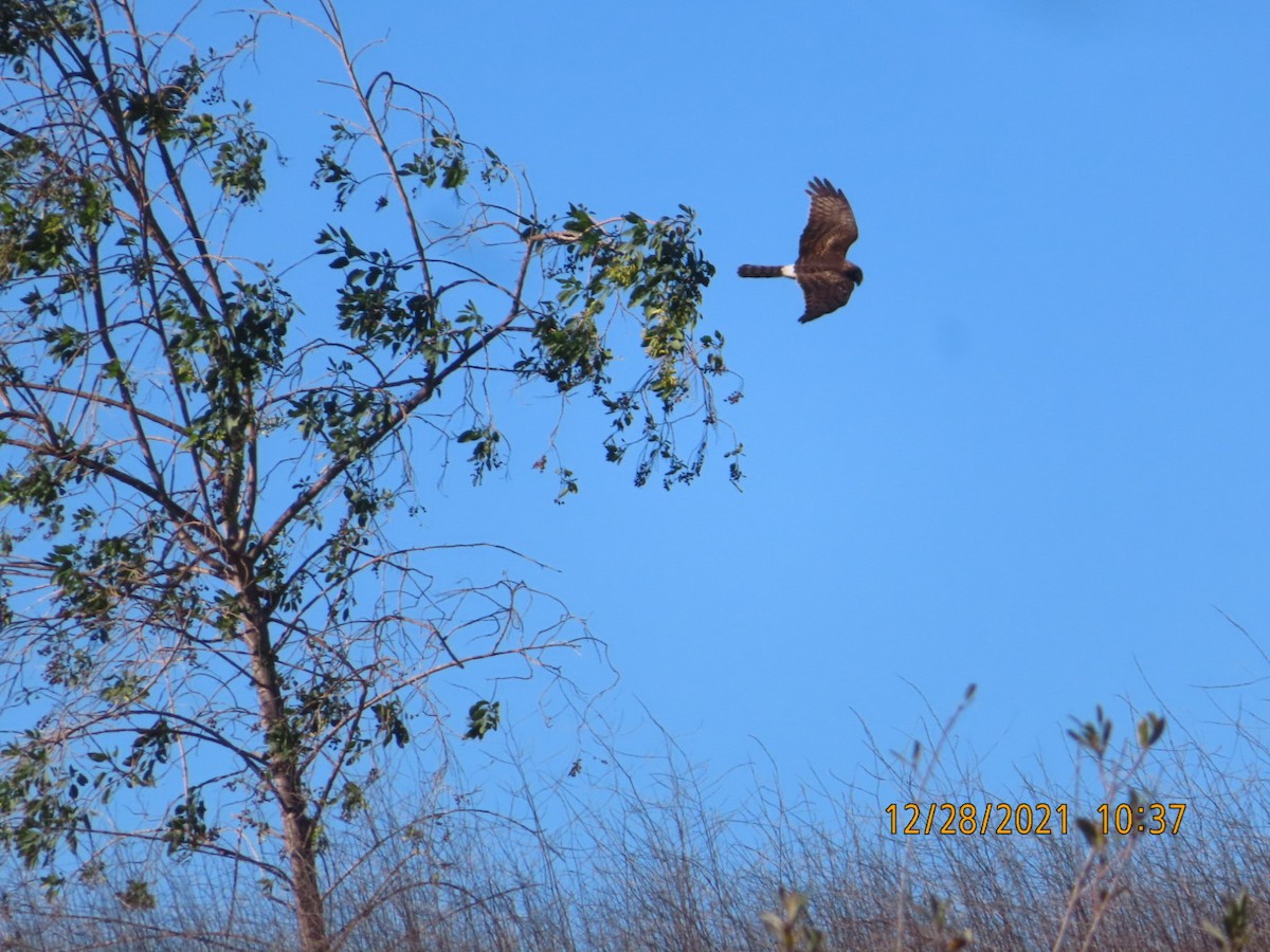 Northern Harrier - ML399808531