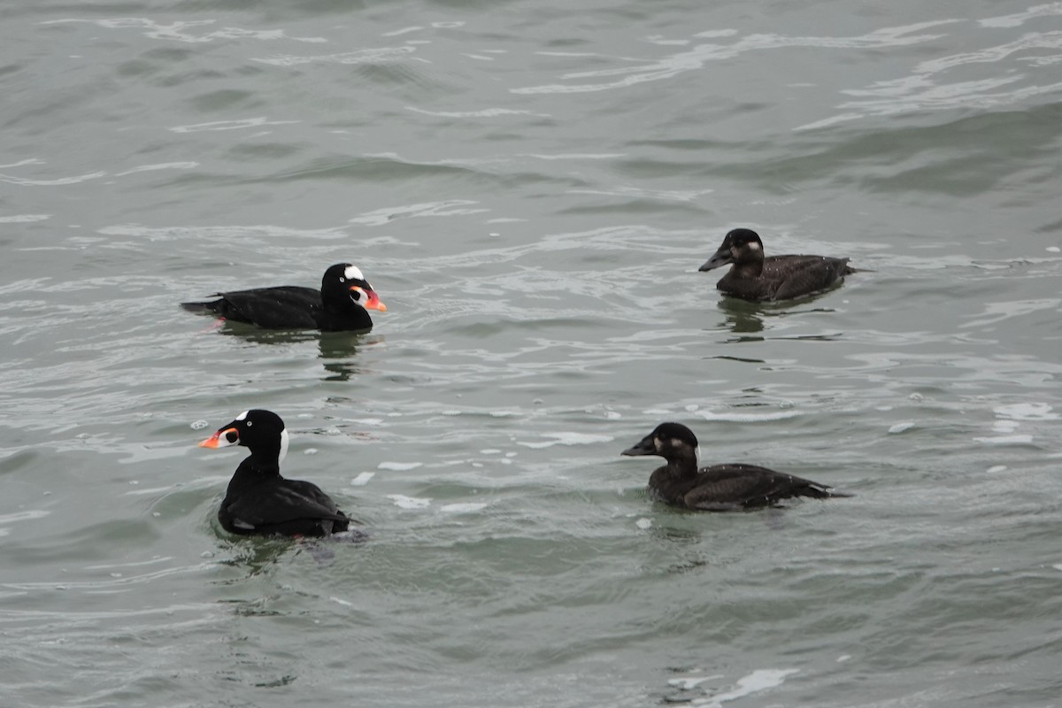 Surf Scoter - ML399808781