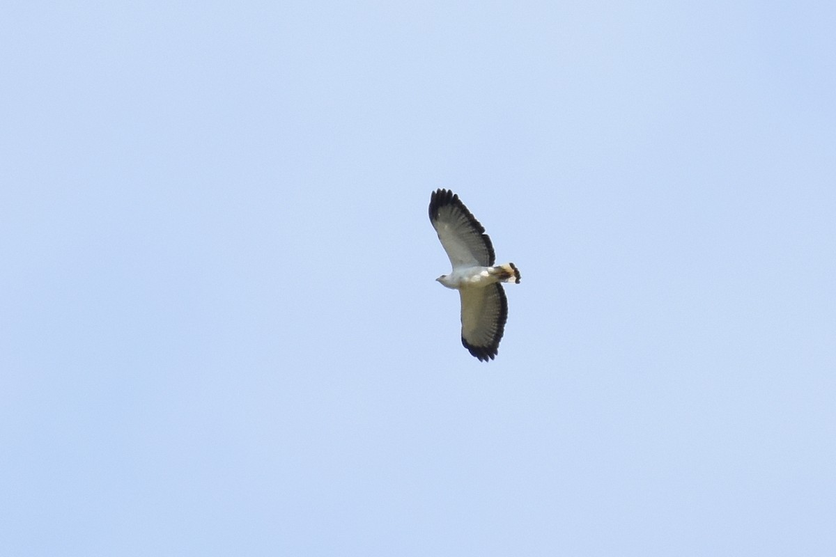 White-necked Hawk - ML399809181