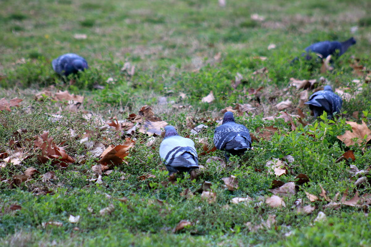 Rock Pigeon (Feral Pigeon) - ML399809301