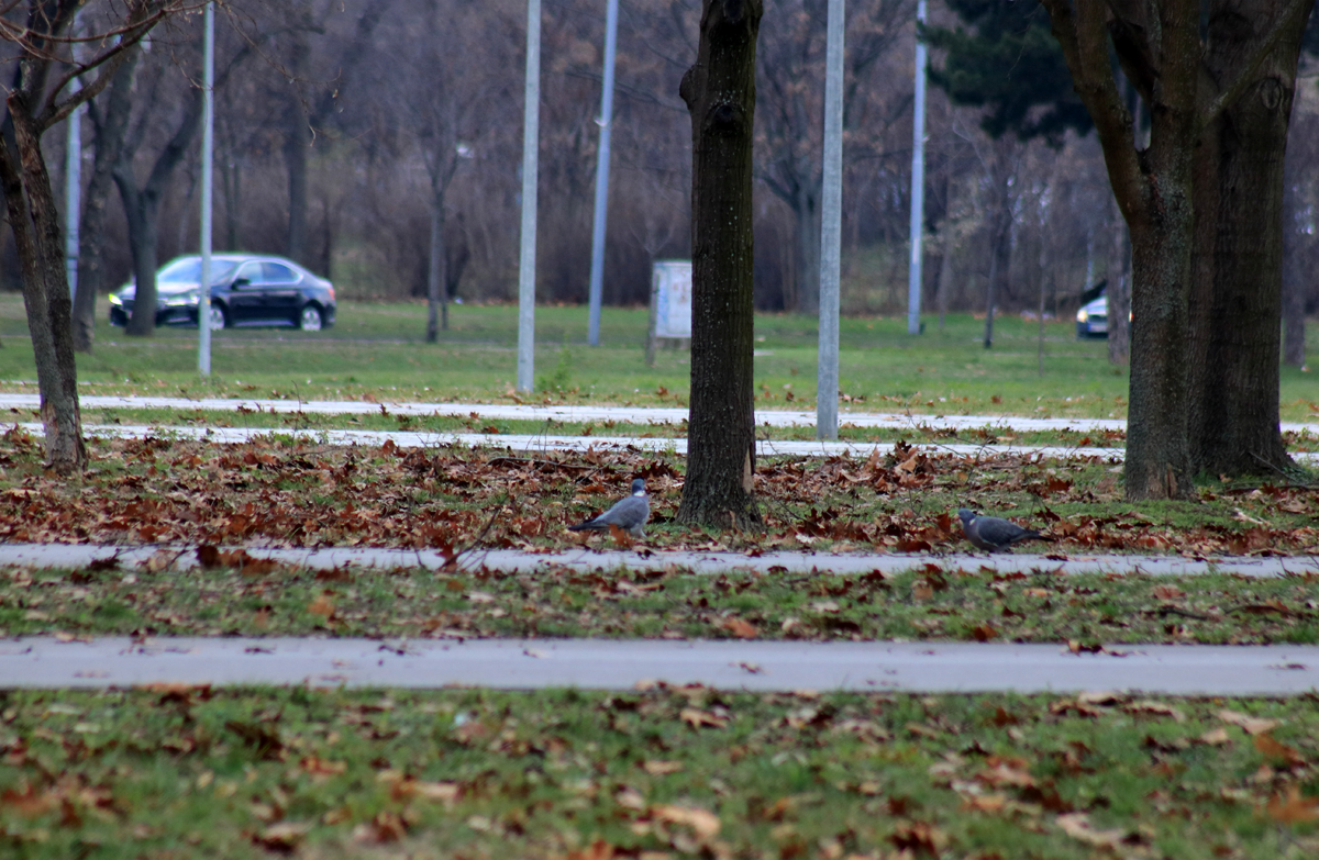 Common Wood-Pigeon - ML399809411