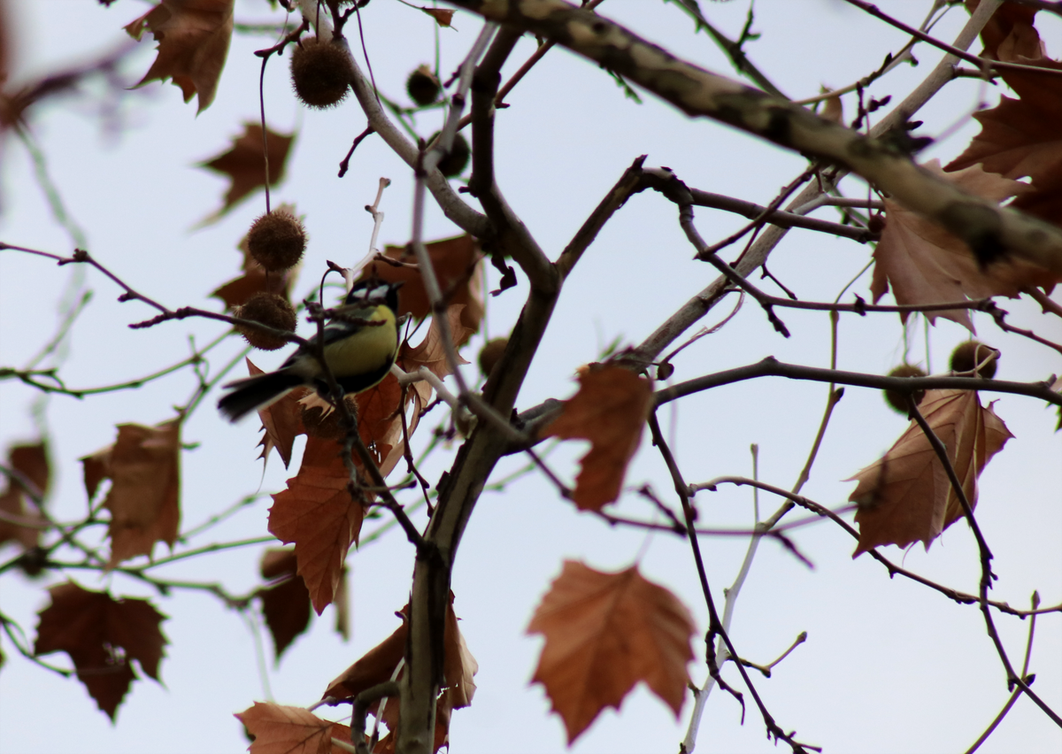 Great Tit - ML399809651