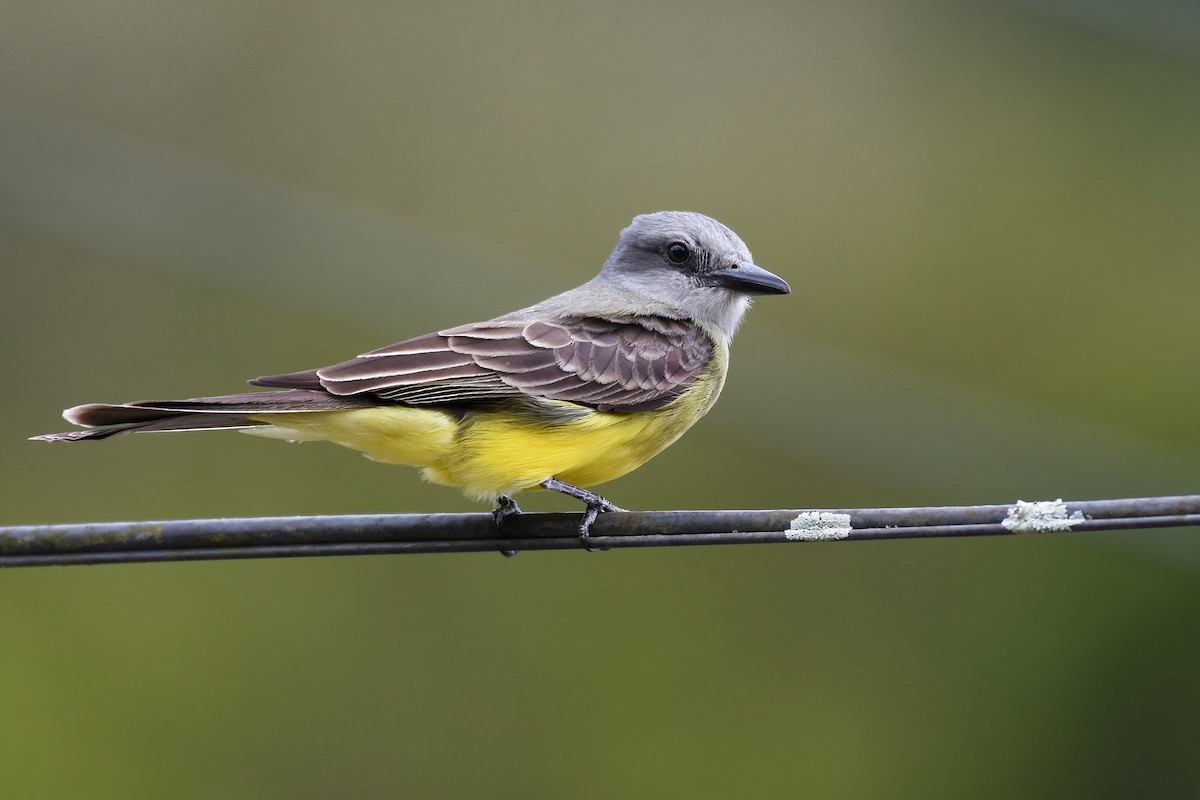 Tropical Kingbird - ML399809921