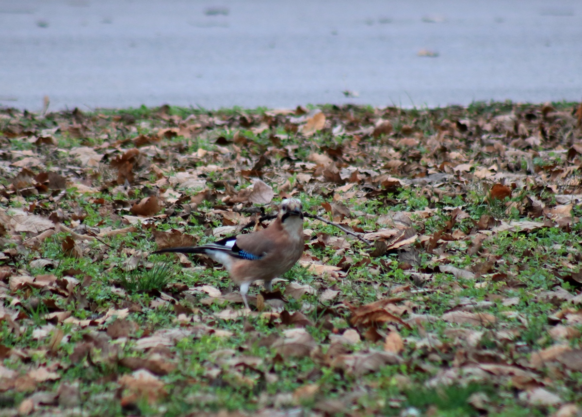 Eurasian Jay - ML399810161