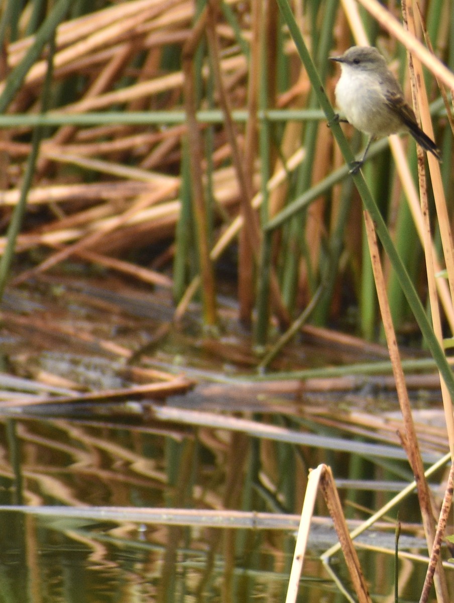 Sooty Tyrannulet - ML399813141
