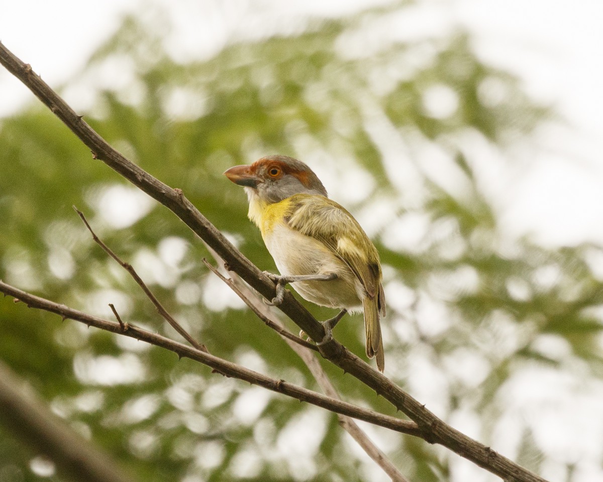 Rufous-browed Peppershrike (Chaco) - ML399814901