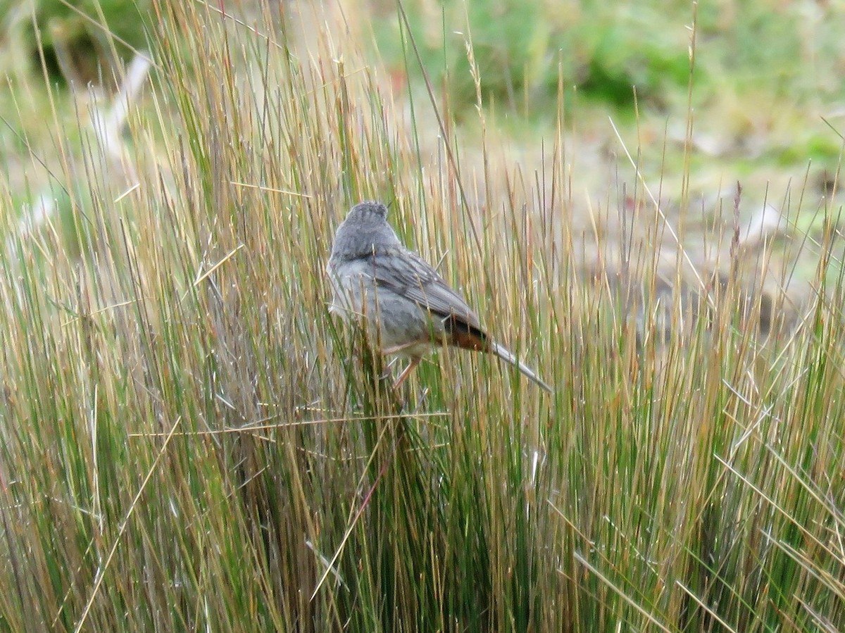 Plain-colored Seedeater - ML399815001