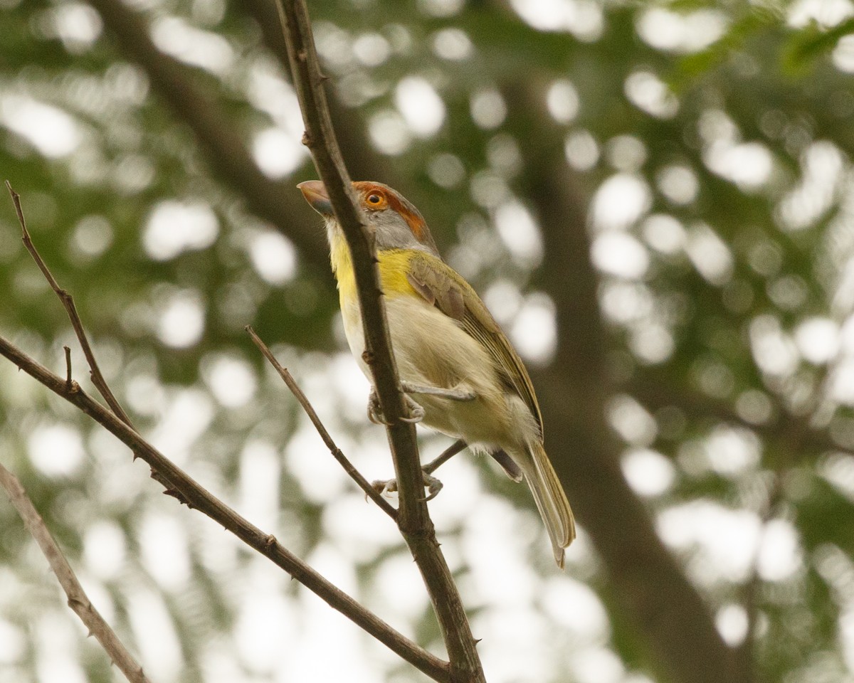 Rostbrauenvireo (viridis/cearensis) - ML399815021