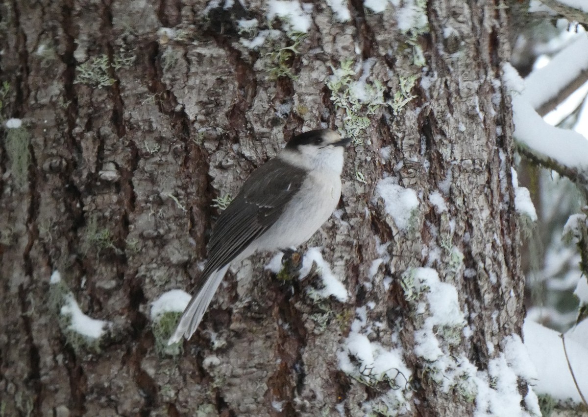 Canada Jay - ML399815371