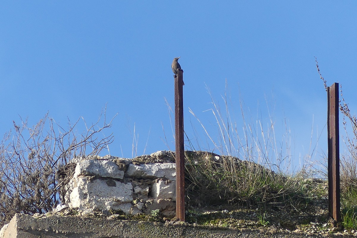 Blue Rock-Thrush - Lorenzo Cocco