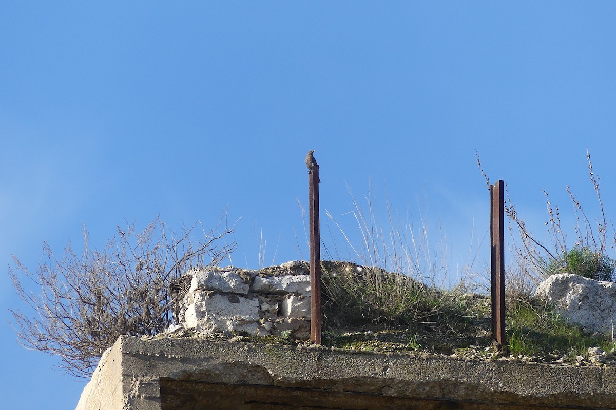 Blue Rock-Thrush - Lorenzo Cocco