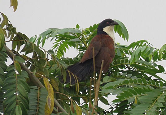 Senegal Coucal - ML399816121