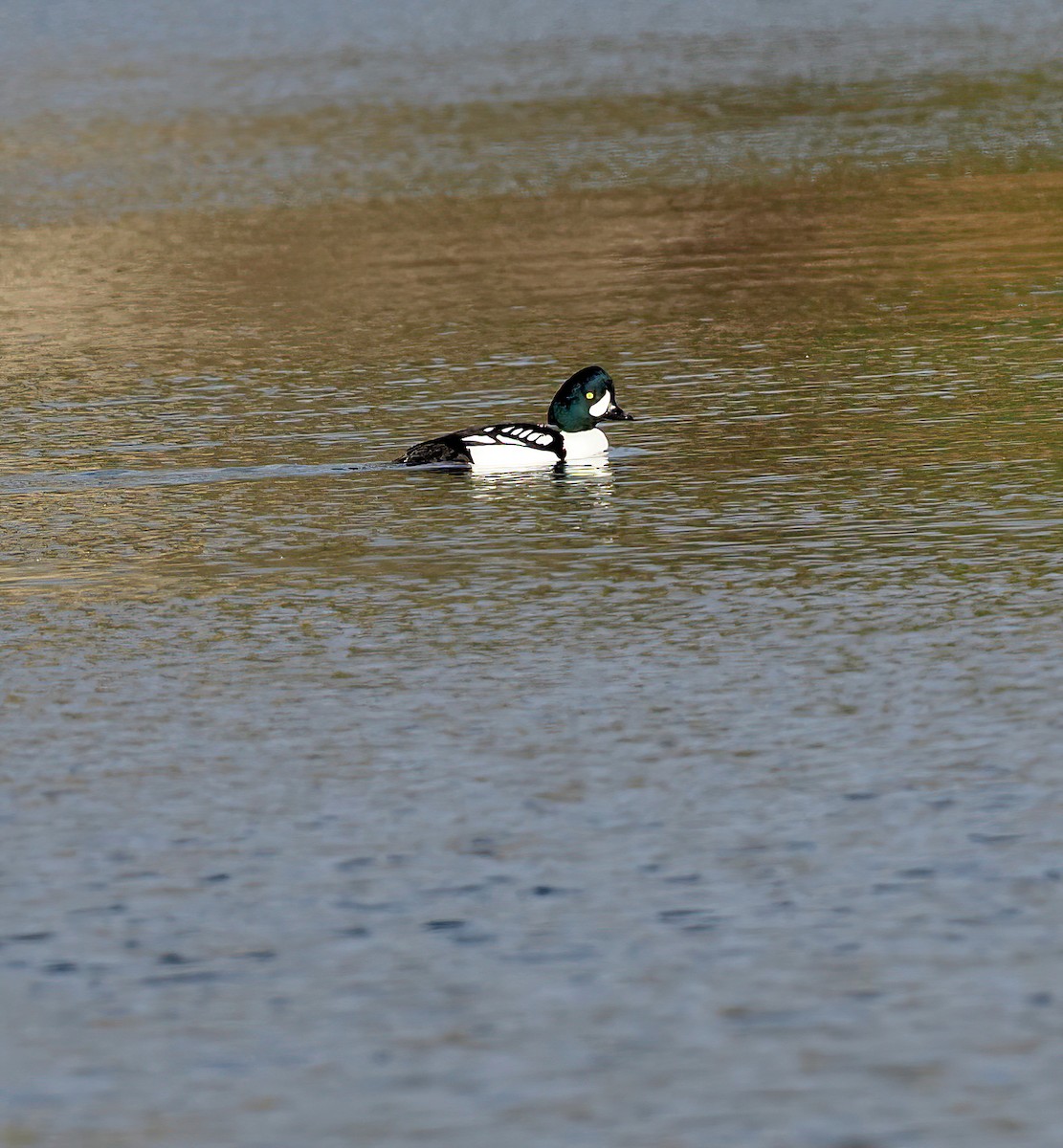 Barrow's Goldeneye - Ken Winkler