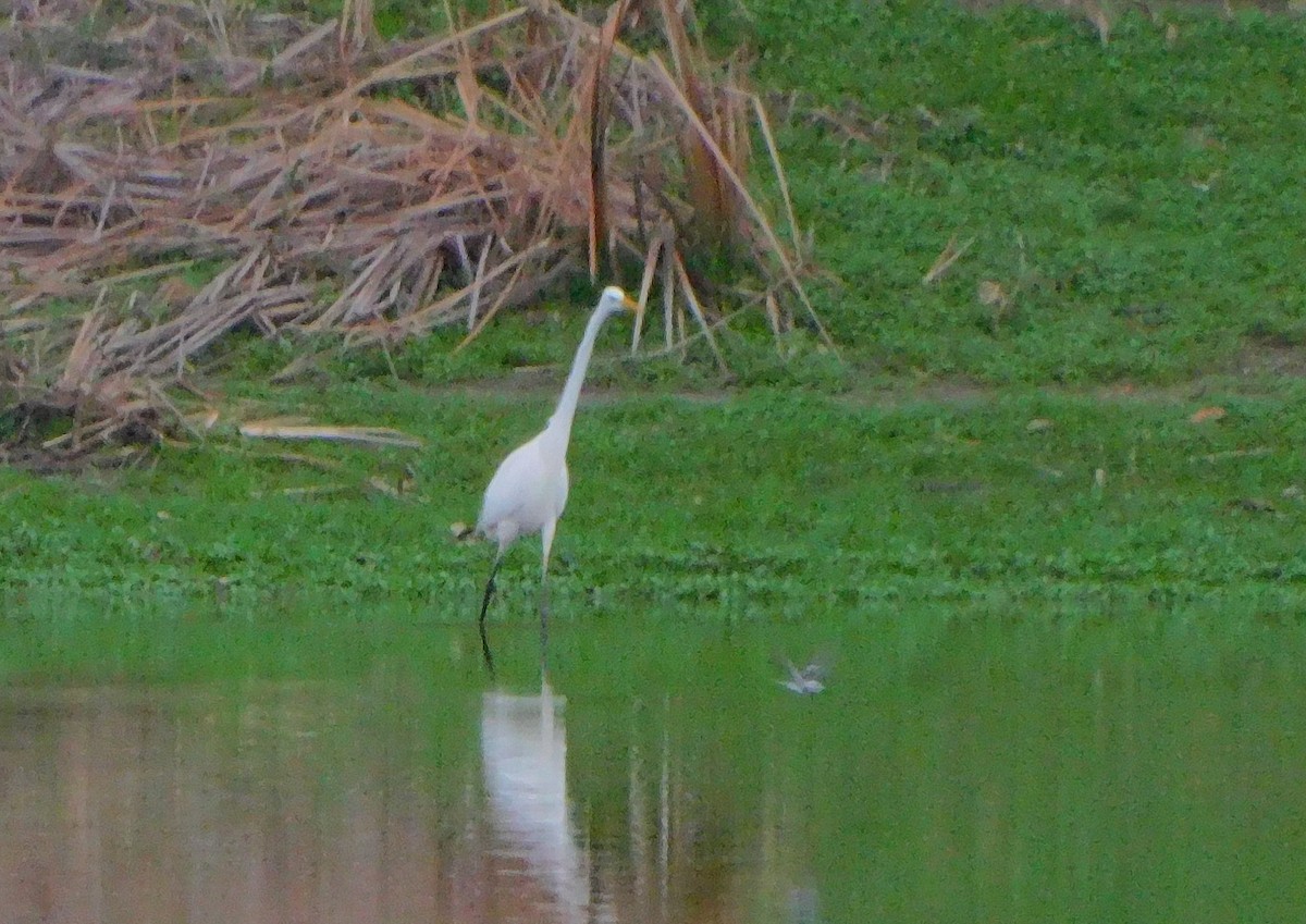 Great Egret - ML399818971