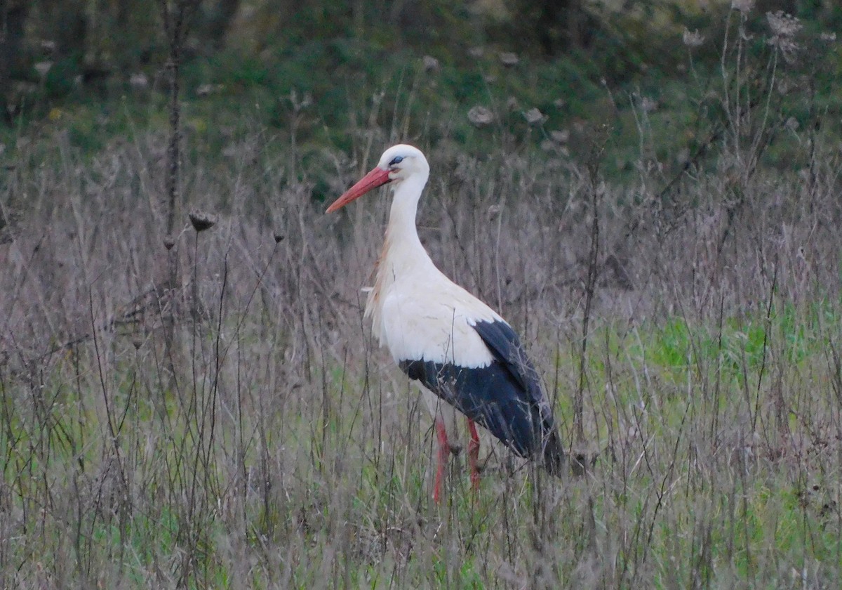 White Stork - ML399819071