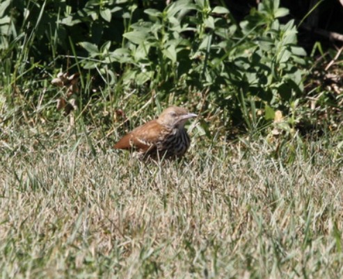 Brown Thrasher - ML399820051