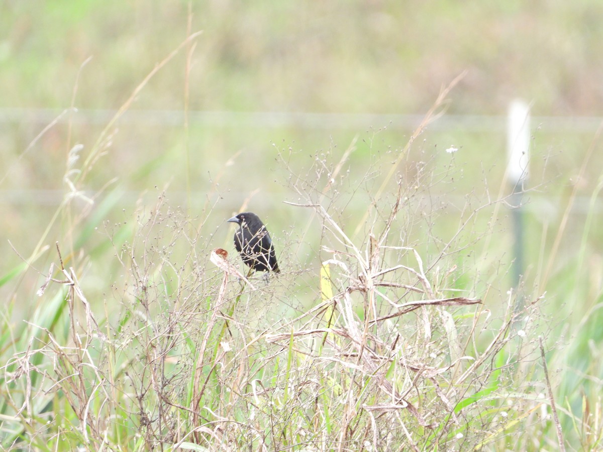 Bronzed Cowbird - Mel C