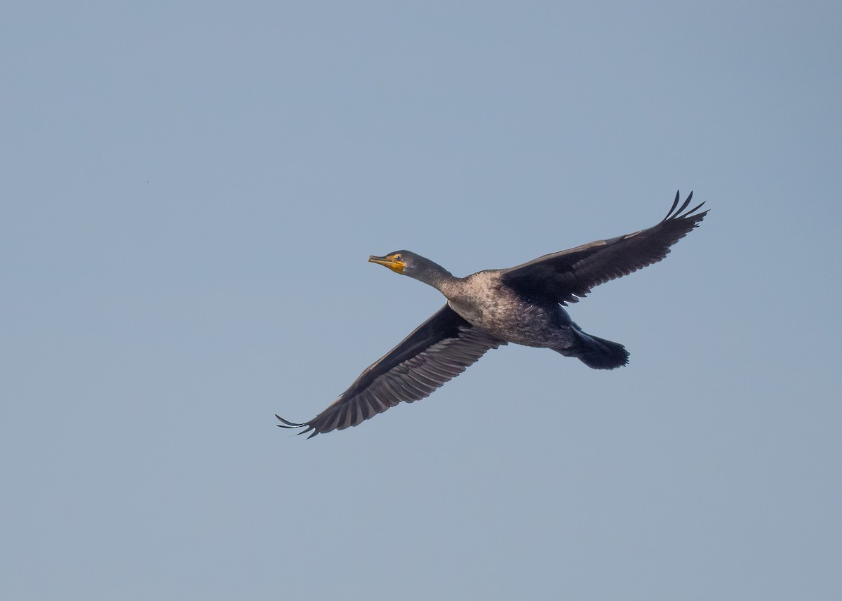 Double-crested Cormorant - ML399823311