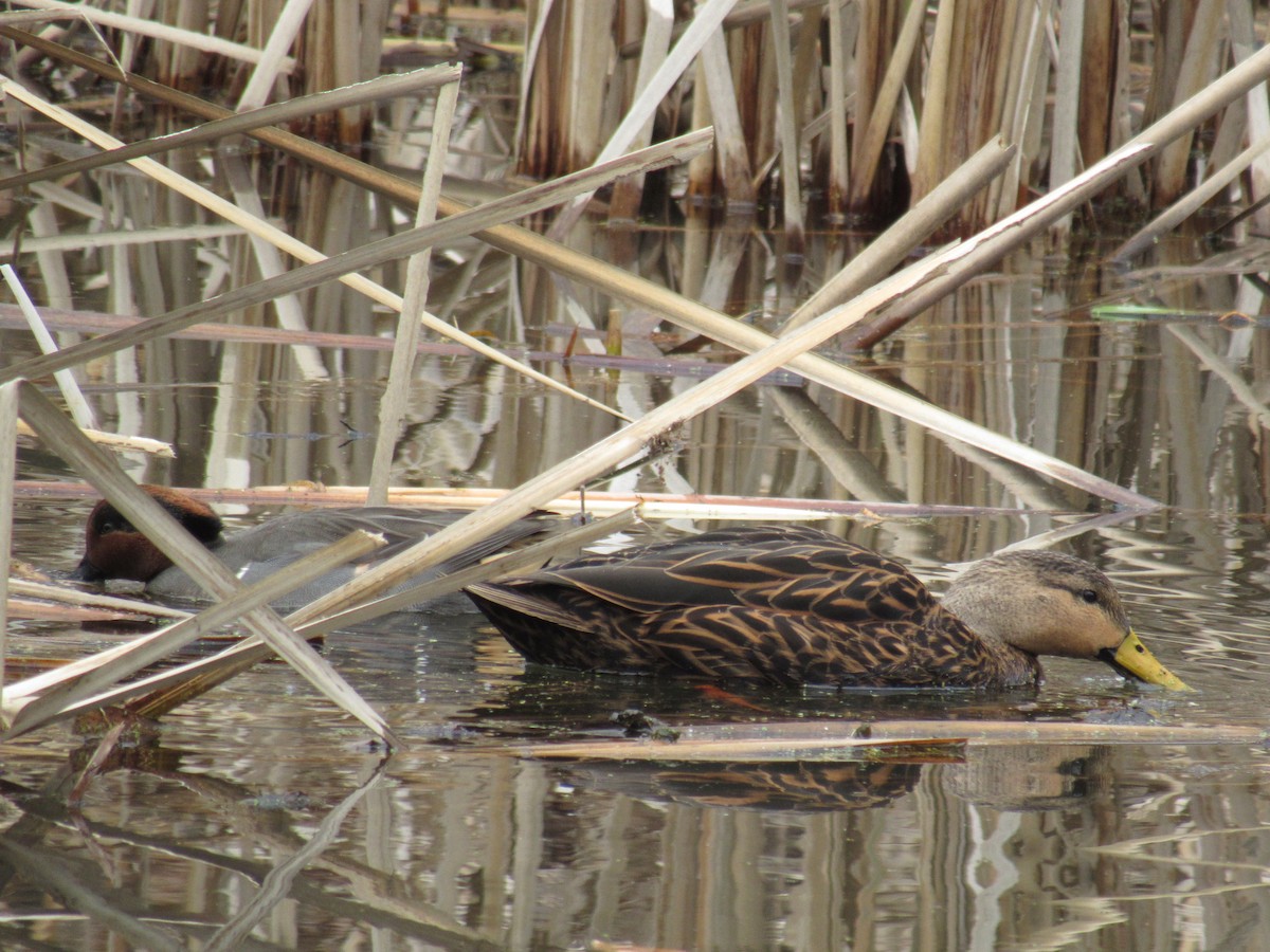 Mottled Duck - ML399823901