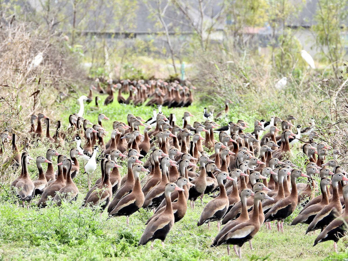 Black-bellied Whistling-Duck - ML399824371