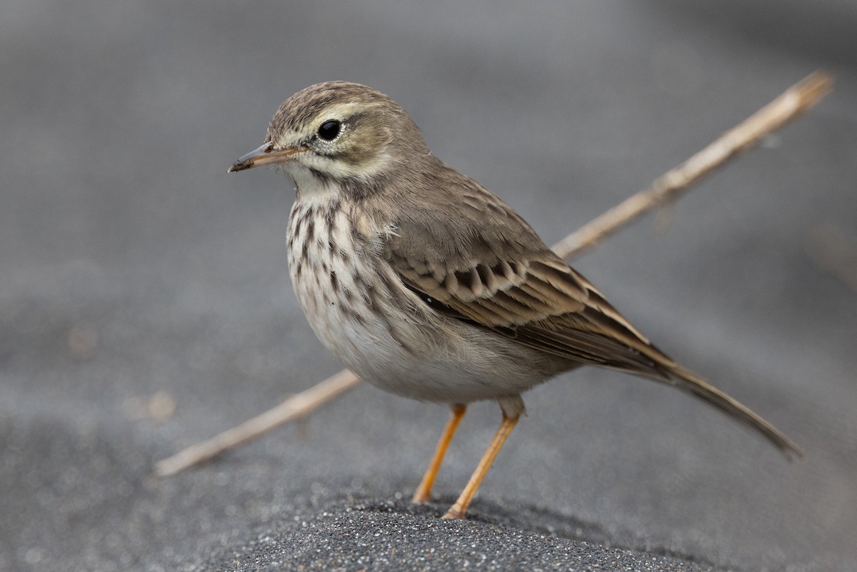 Berthelot's Pipit - Lutz Duerselen