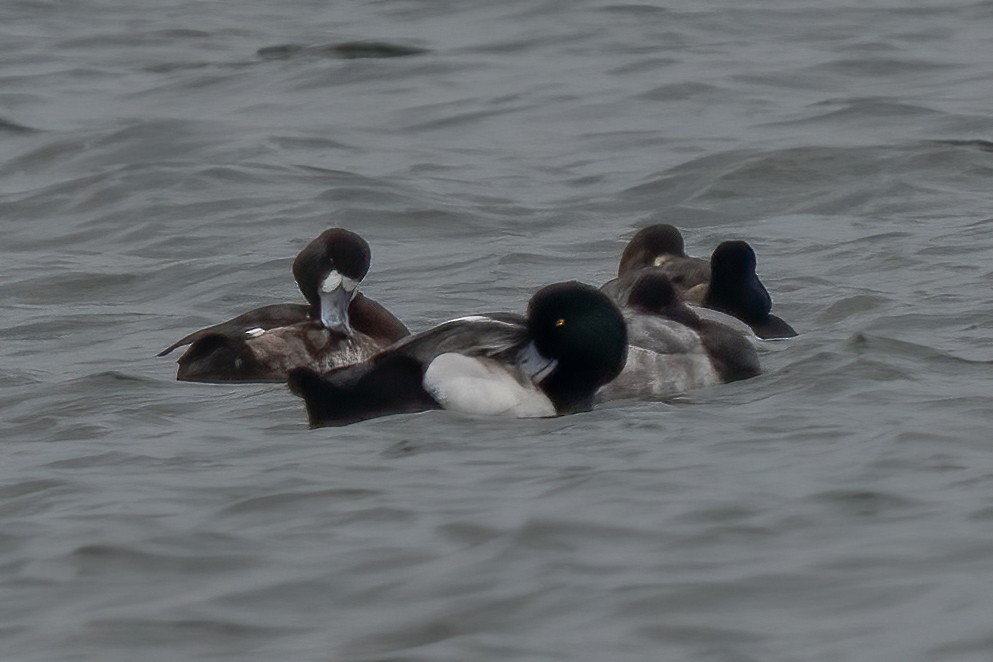 Тэнгисийн шумбуур - ML399825861