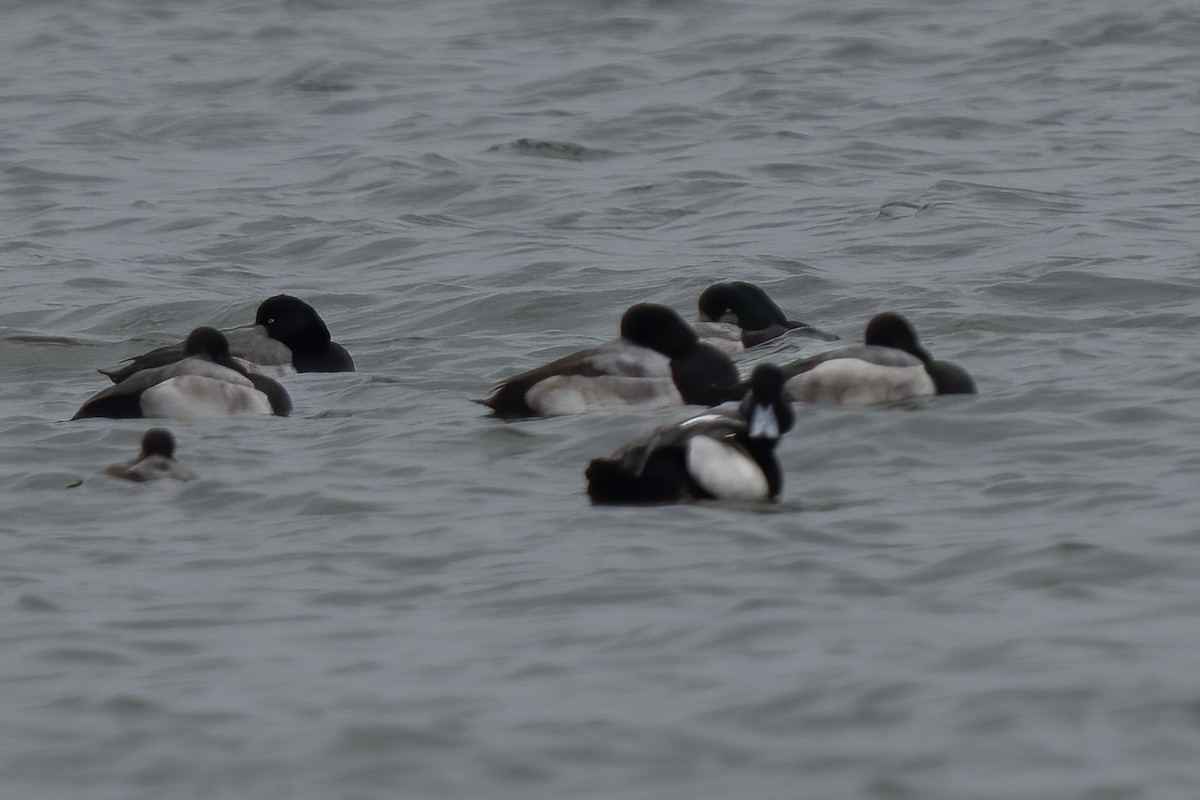 Тэнгисийн шумбуур - ML399825871