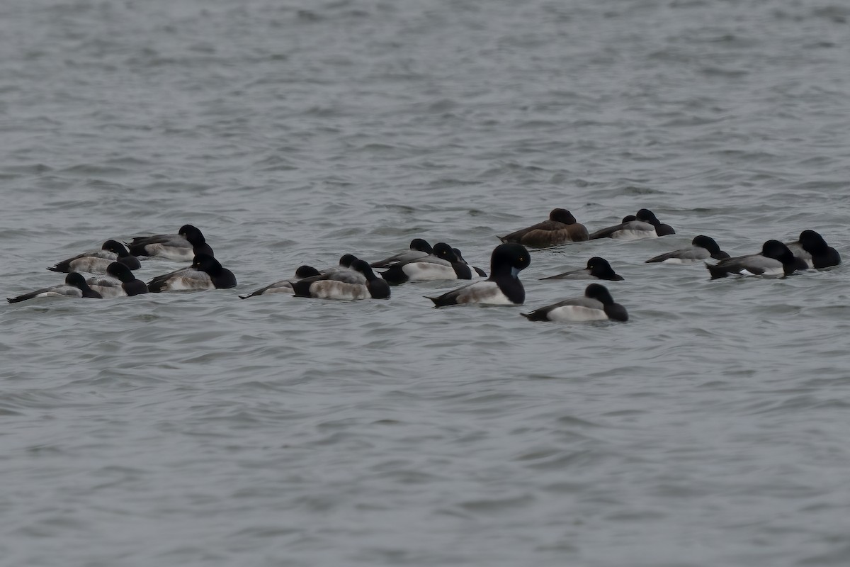 Тэнгисийн шумбуур - ML399825881