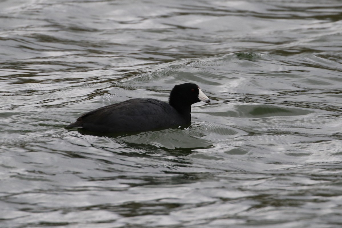 American Coot - ML399829111