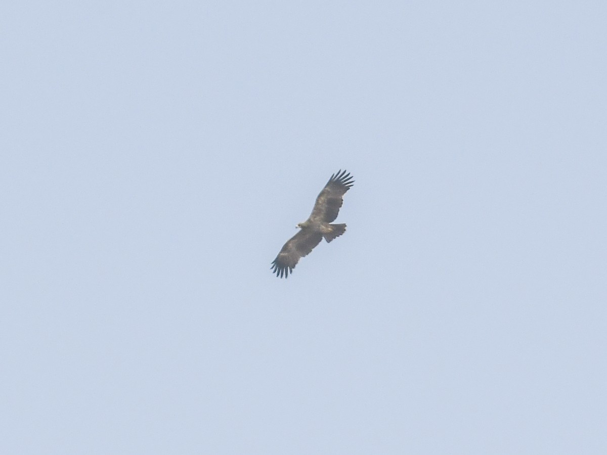 Tawny Eagle - ML399830151