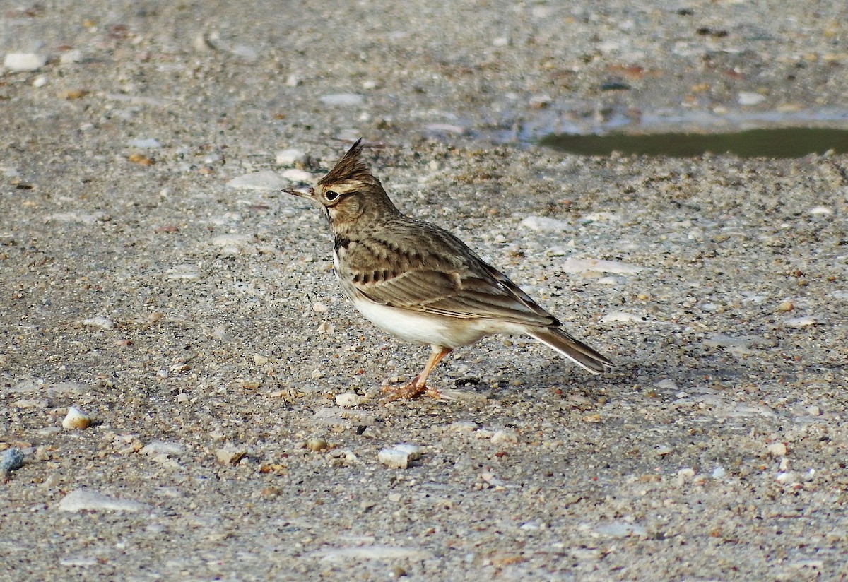 Thekla's Lark - Ricardo Saldanha