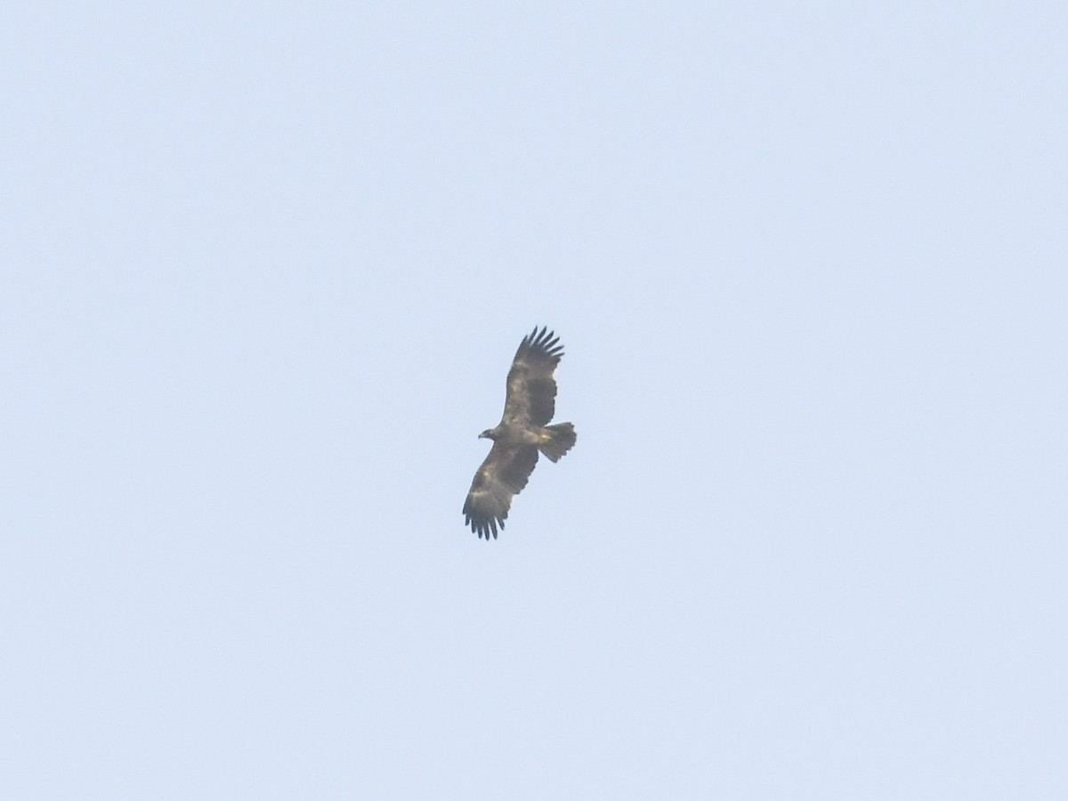 Tawny Eagle - ML399831271