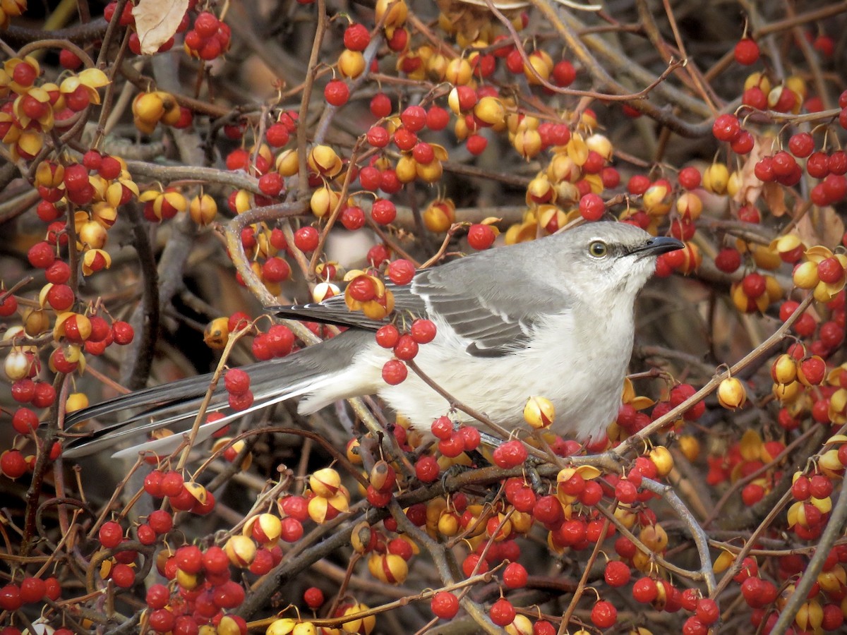 Northern Mockingbird - Samuel Keener