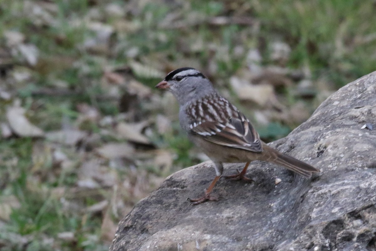White-crowned Sparrow - ML399840381