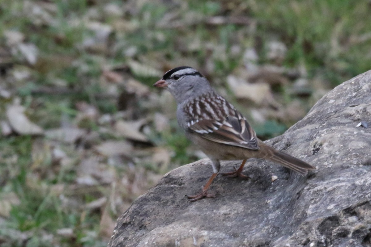 Bruant à couronne blanche - ML399840381