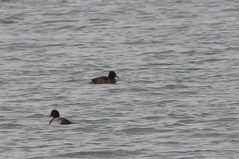 Tufted Duck - Bruce Robinson