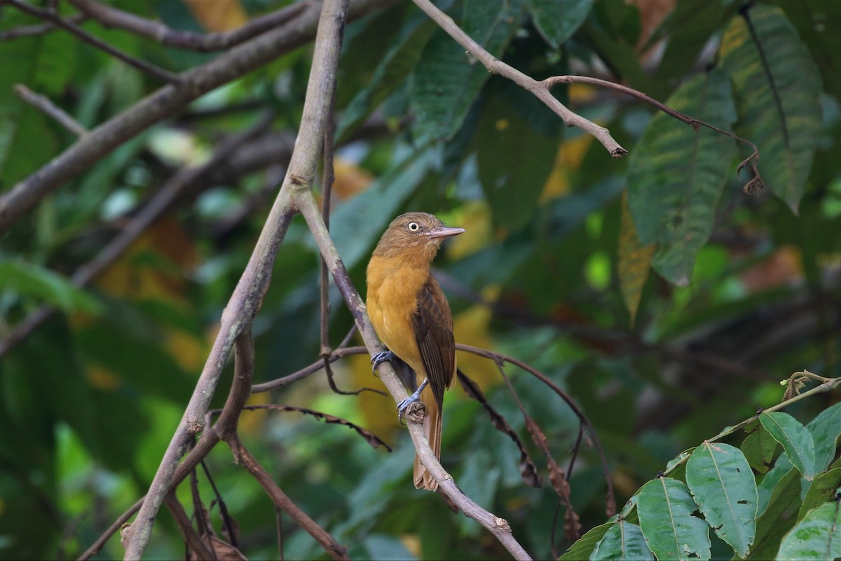 Dull-capped Attila - ML399842101