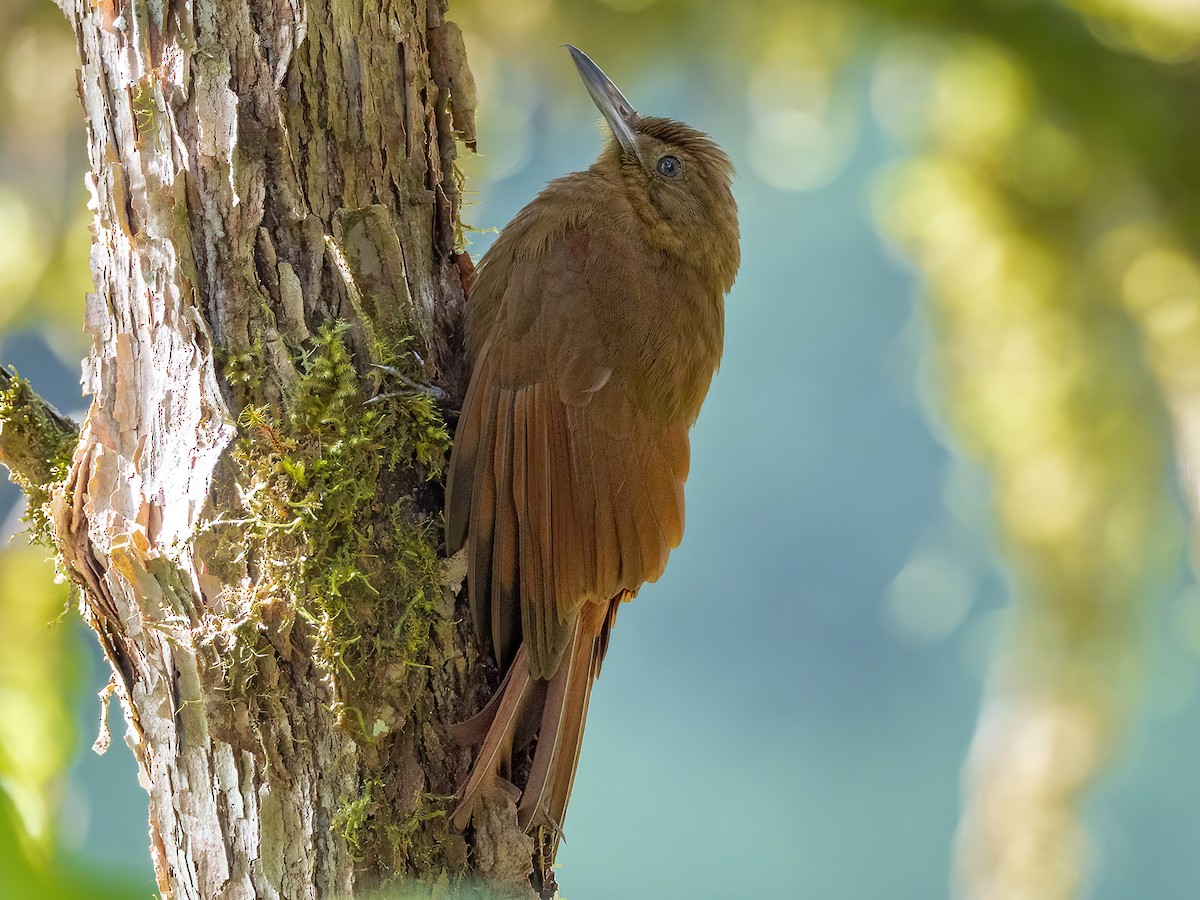 Tyrannine Woodcreeper - ML399842631