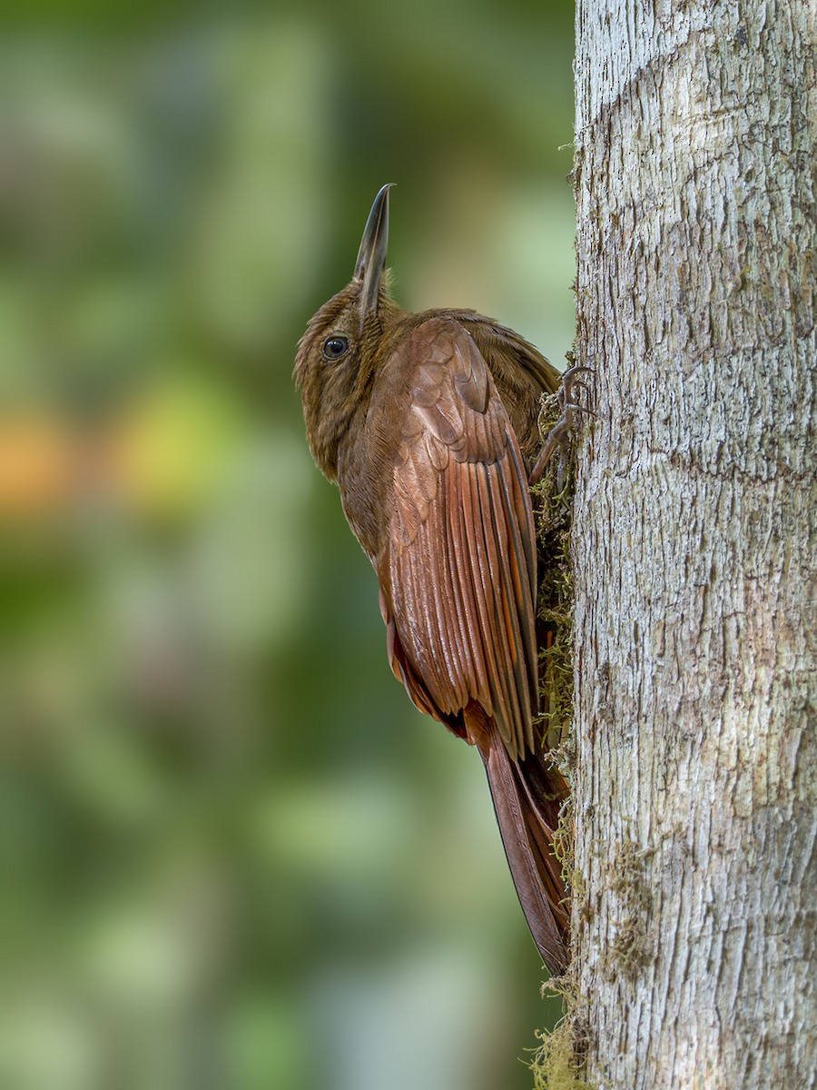 Tyrannine Woodcreeper - ML399842711