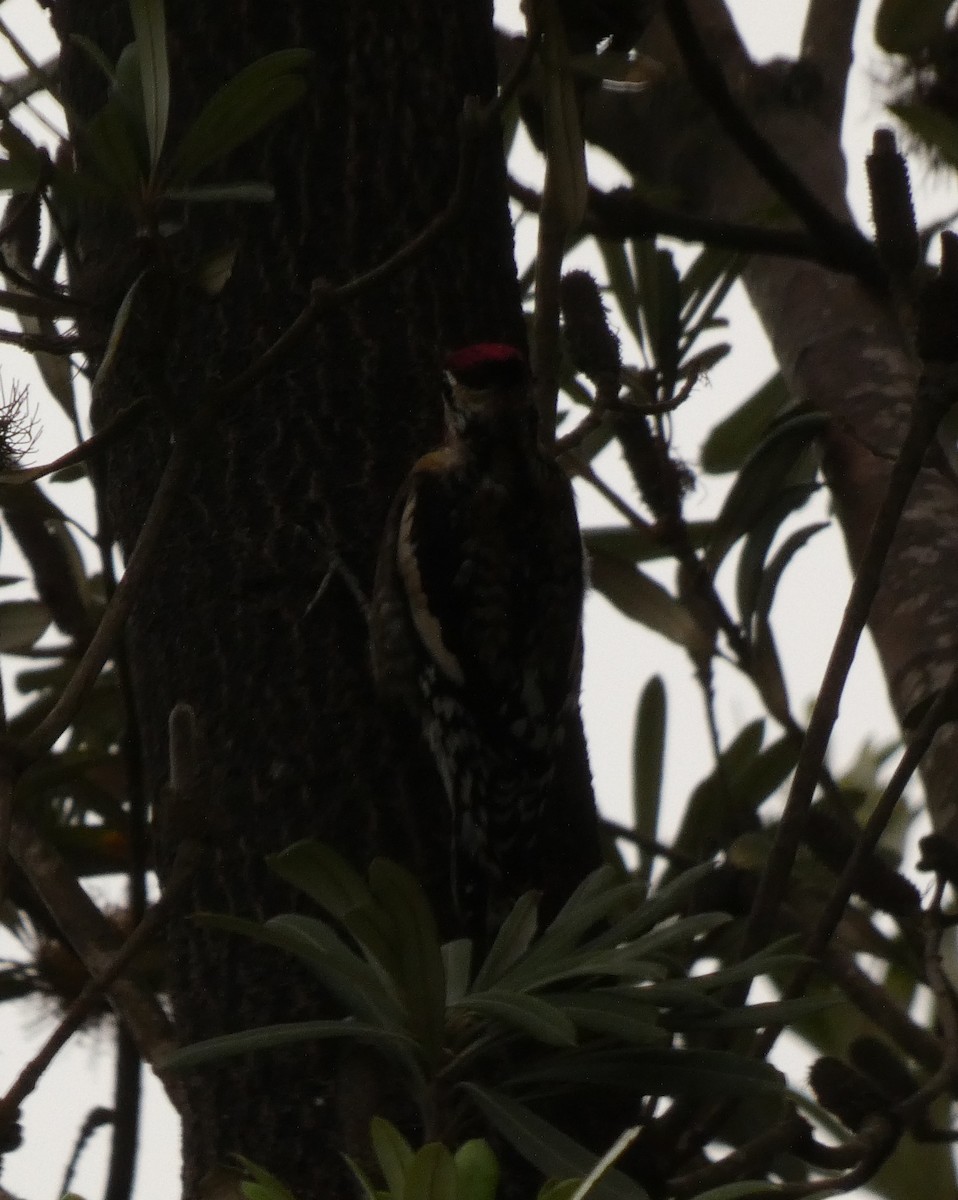 Yellow-bellied Sapsucker - Jasen Liu