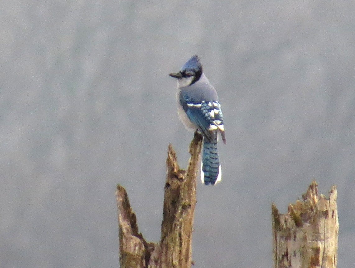 Blue Jay - Scott Schwenk