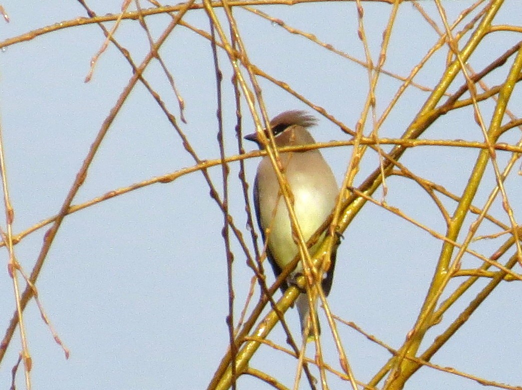 Cedar Waxwing - ML399843141