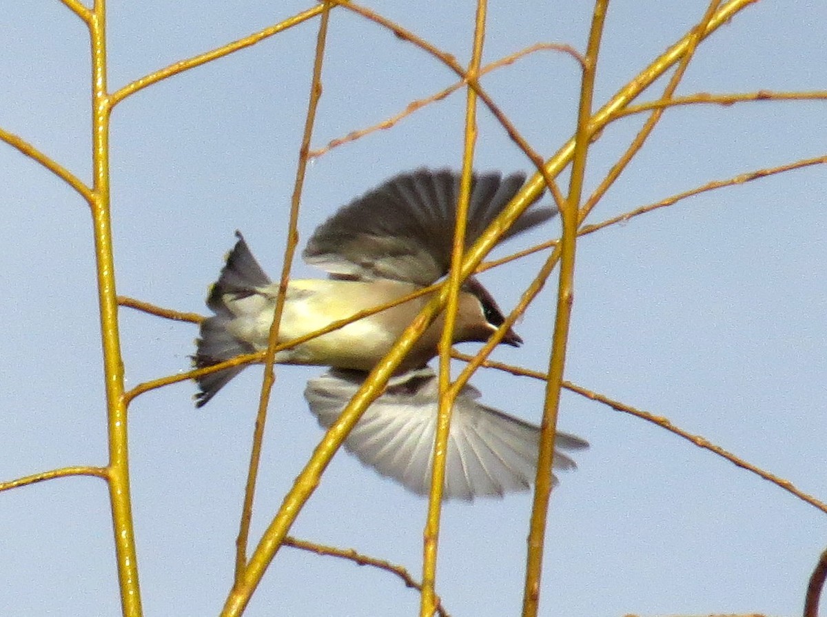 Cedar Waxwing - ML399843151