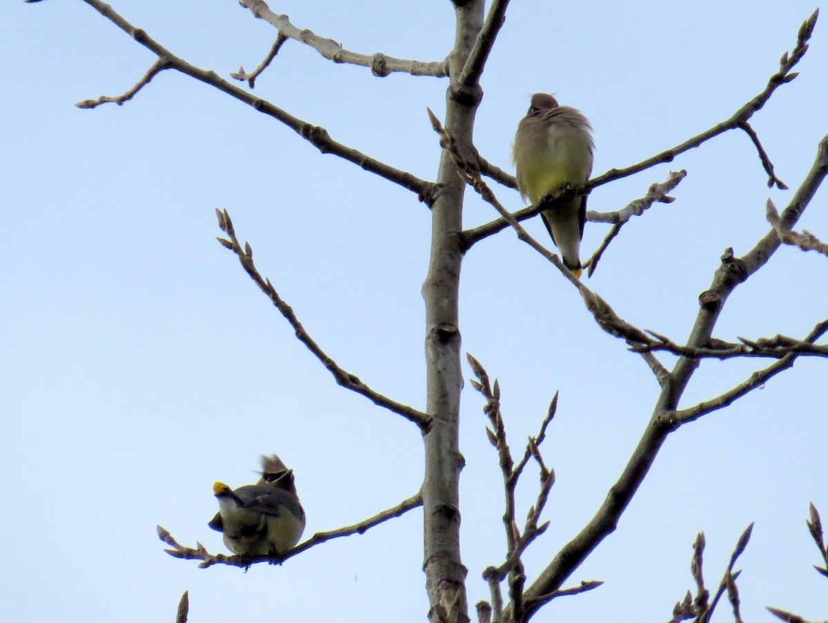 Cedar Waxwing - ML399843171