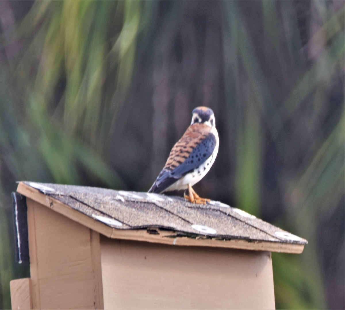 American Kestrel - ML399843351