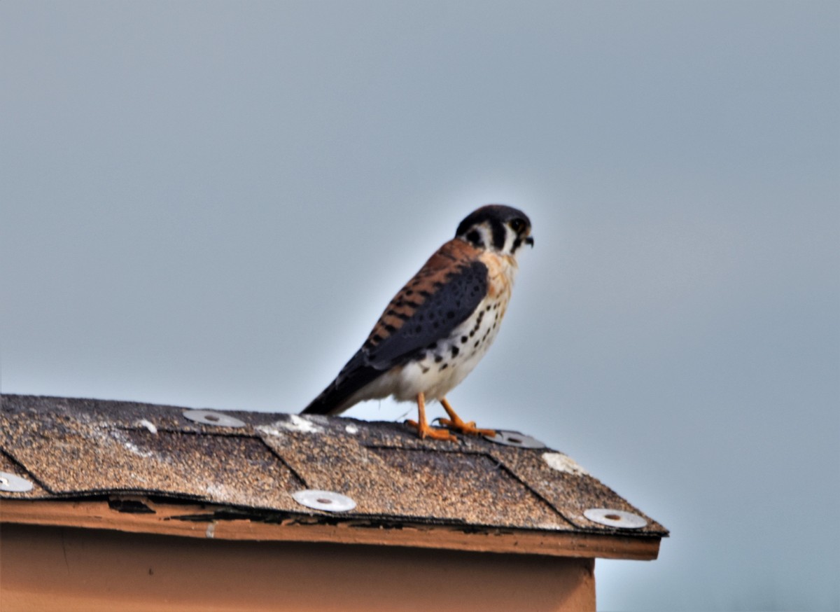 American Kestrel - ML399843361