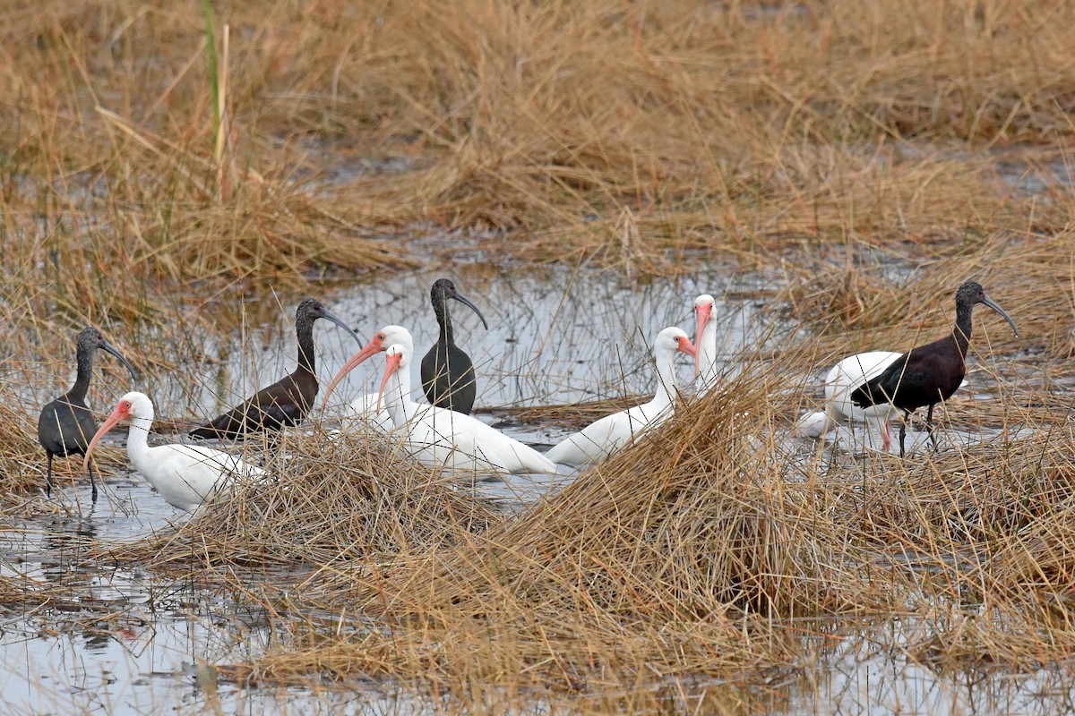 White-faced Ibis - ML399843581