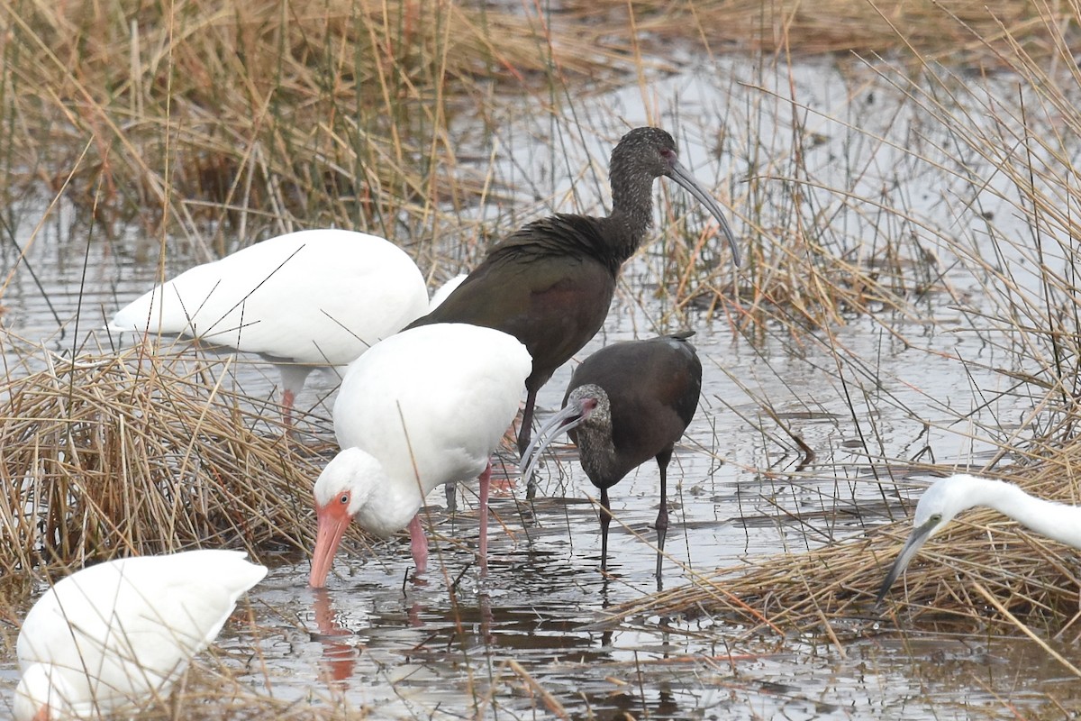 Ibis à face blanche - ML399843621