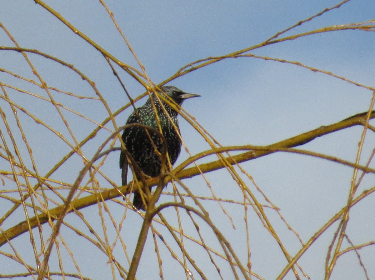 European Starling - ML399843831