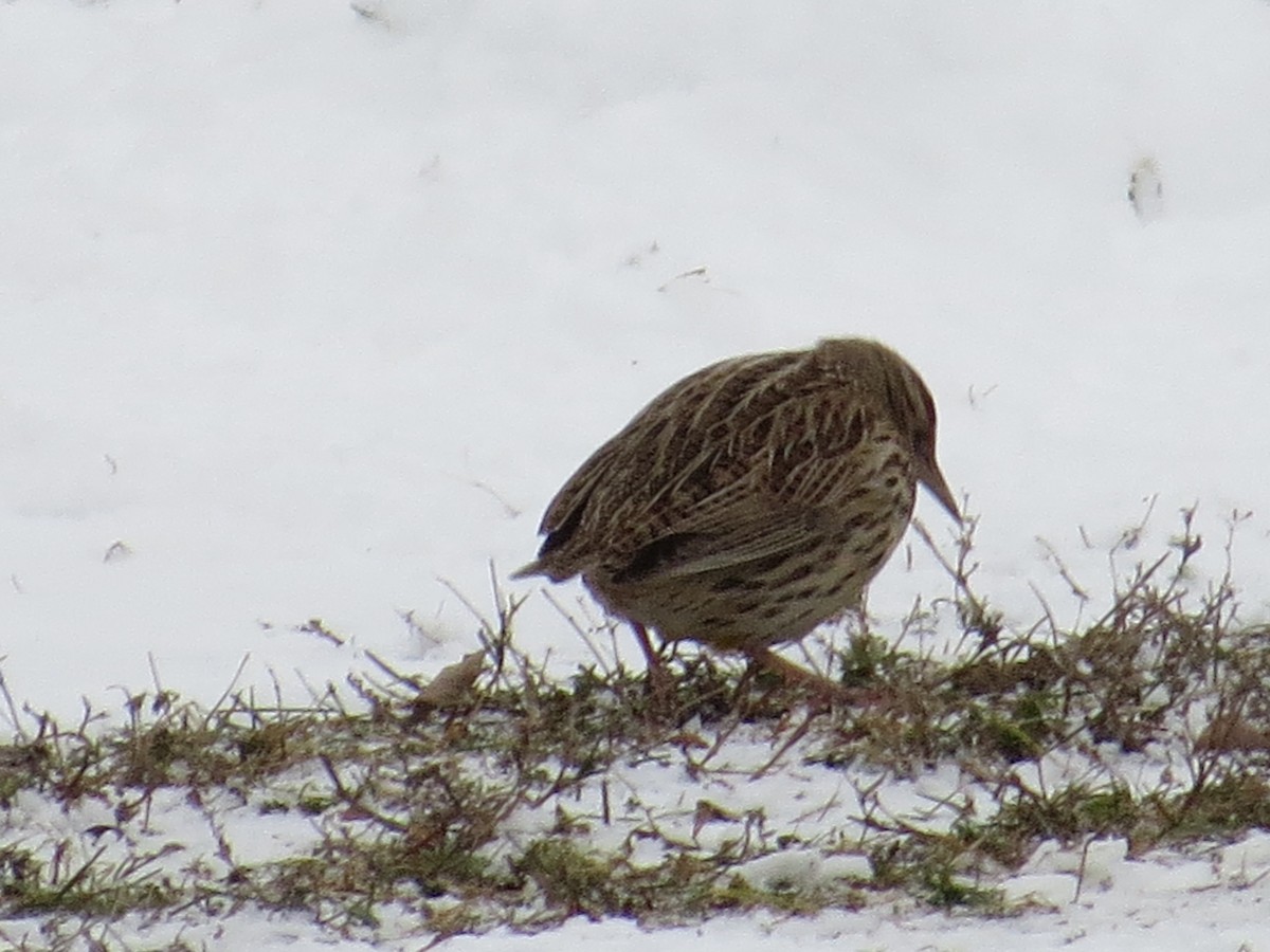 Western Meadowlark - ML399844471